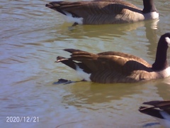 Branta canadensis