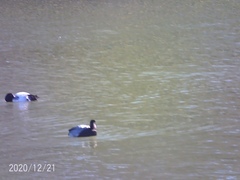 Aythya affinis