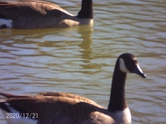 Branta canadensis