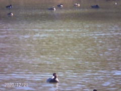 Aythya affinis