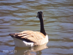 Branta canadensis