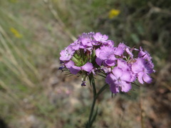 Dianthus pseudarmeria