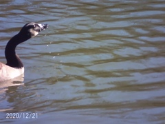 Branta canadensis