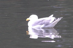 Larus occidentalis