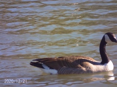 Branta canadensis
