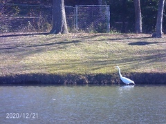 Ardea alba