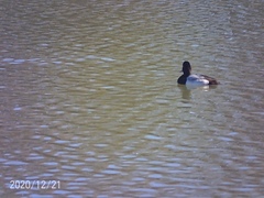 Aythya affinis