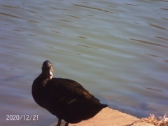 Anas platyrhynchos domesticus