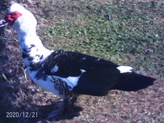 Cairina moschata domestica