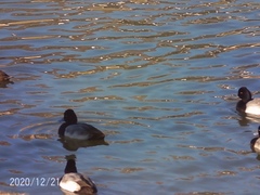 Aythya affinis