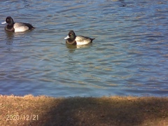 Aythya affinis