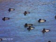 Aythya affinis