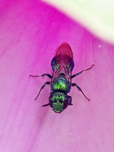 Photo of Green Small Carpenter (Ceratina chloris)