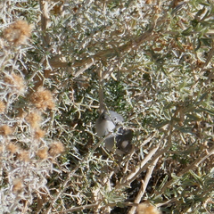 Polioptila melanura