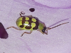 Diabrotica sinuata