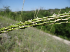 Pseudoroegneria stipifolia