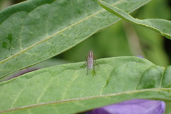 Tetrachaetus bipunctatus