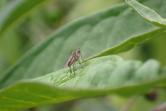 Tetrachaetus bipunctatus