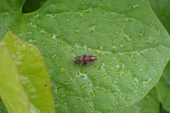 Koroana lanceloti