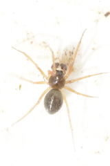 Trichoncus helveticus