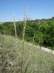 Pseudoroegneria stipifolia