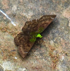 Gorgopas trochilus