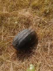 Kinosternon scorpioides