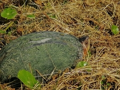 Kinosternon scorpioides