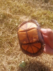 Kinosternon scorpioides