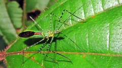Zelus annulosus