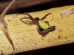 Micrathena plana