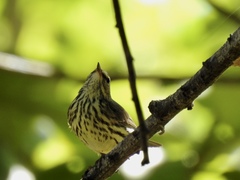 Parkesia noveboracensis image