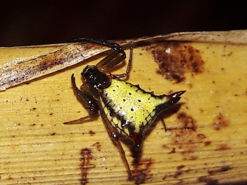Micrathena plana