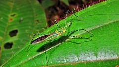 Zelus annulosus
