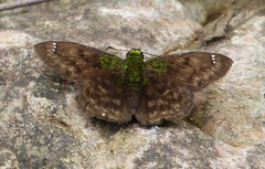 Gorgopas trochilus