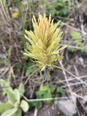 Castilleja cervina