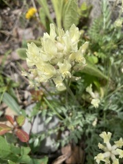 Oxytropis sericea