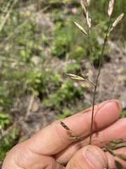 Festuca campestris