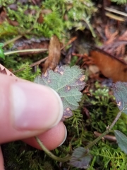 Sphaerulina westendorpii