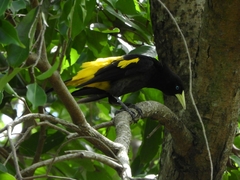 Cacicus cela