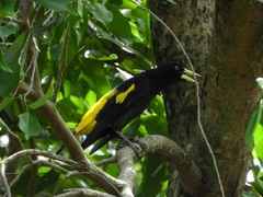 Cacicus cela