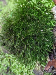 Dicranoloma menziesii