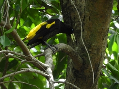 Cacicus cela