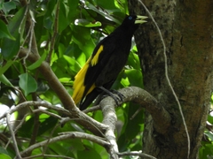 Cacicus cela