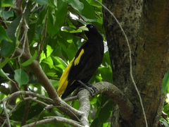 Cacicus cela