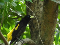 Cacicus cela