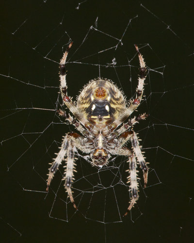 Spotted Orbweaver, photo 2 of 10