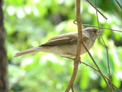 Turdus leucomelas