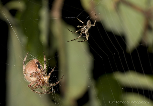 Spotted Orbweaver, photo 4 of 10