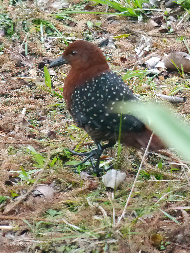 Forbes's Forest Rail (Rallicula forbesi) photo